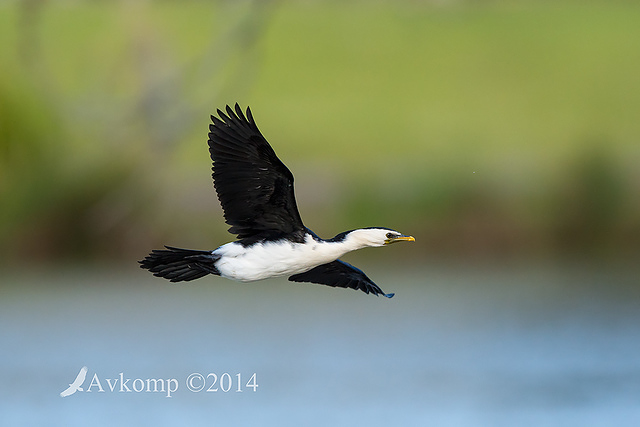 little pied cormorant18339