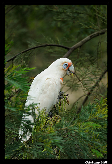 long billed corella 4863