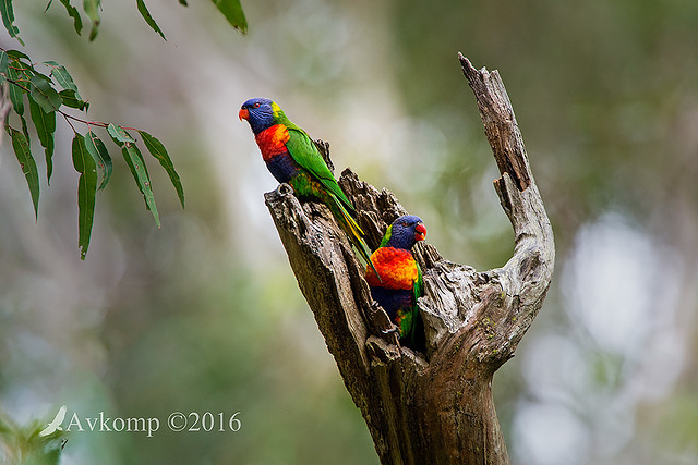 lorikeet 10570