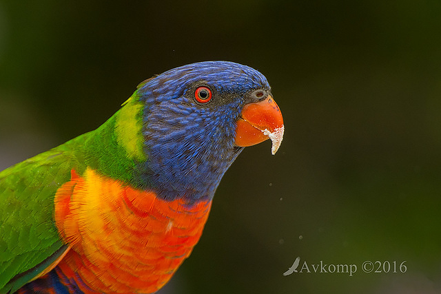 lorikeet 12162