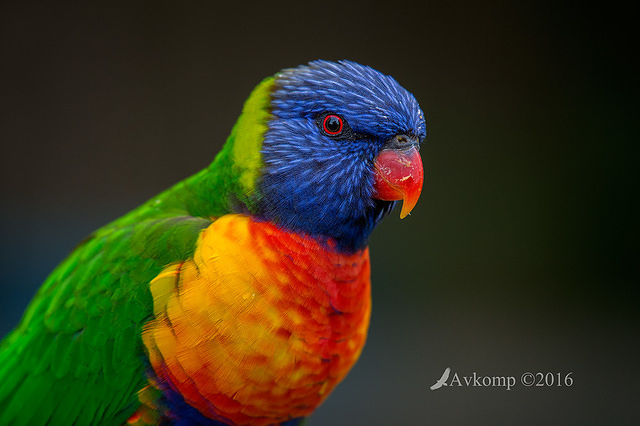 lorikeet 8552