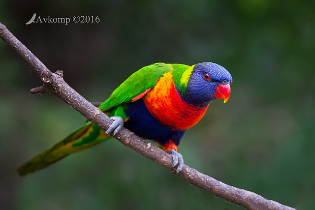 lorikeet 8836