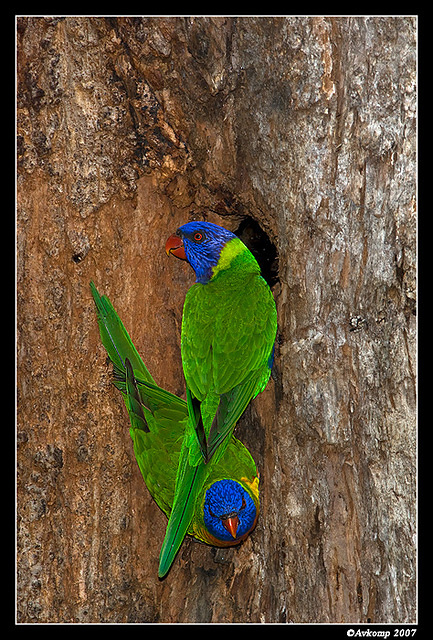 lorrikeet nest 238