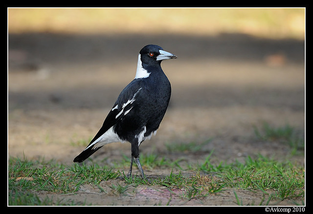 magpie 5739