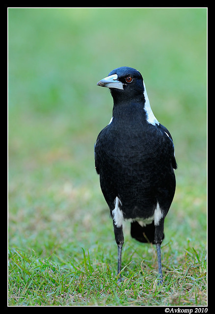 magpie 5743 90