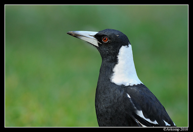 magpie 5744