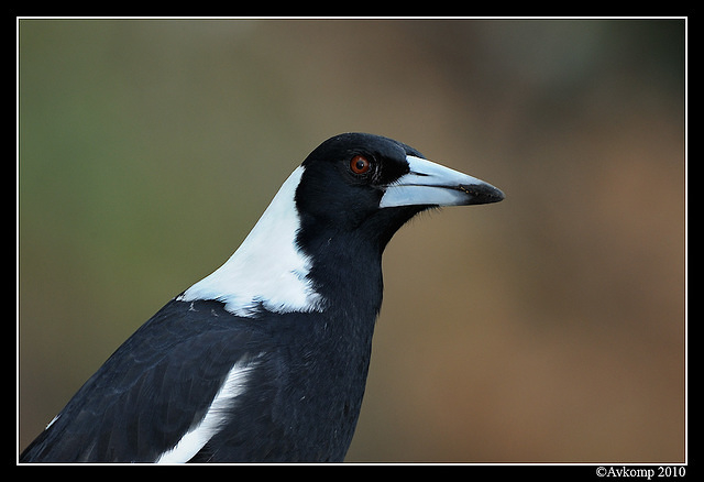 magpie 5774