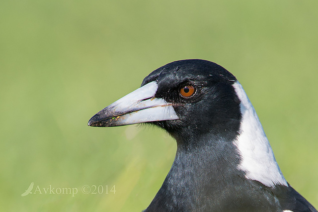 magpie 13216