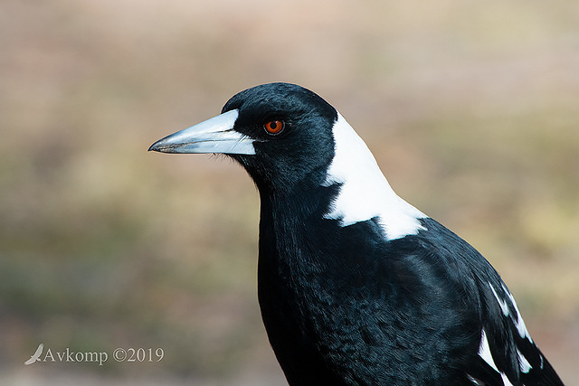 magpie 1386