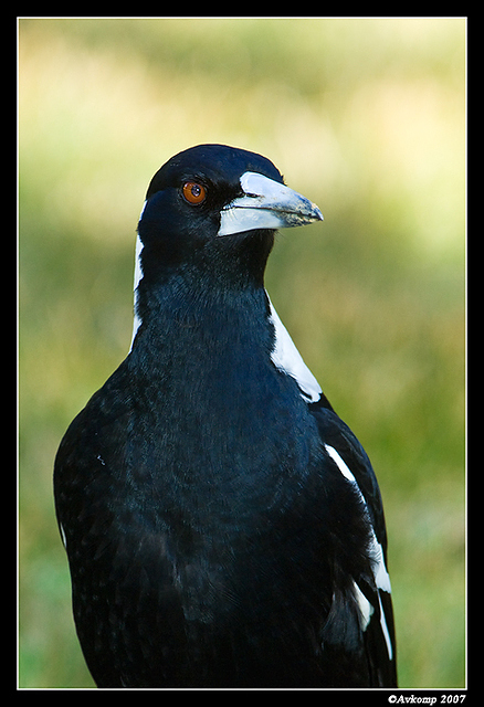 magpie 165