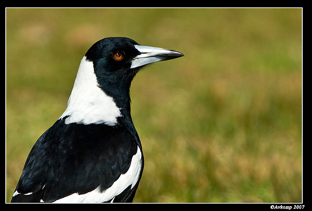 magpie 168