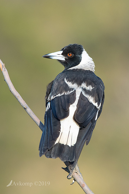 magpie 2548