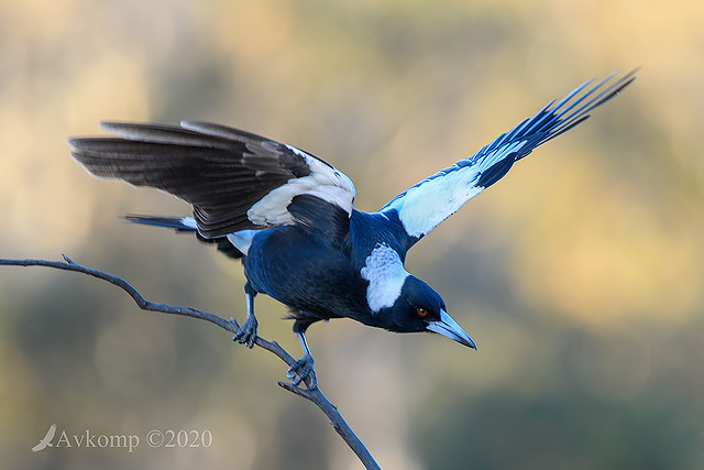 magpie 3898