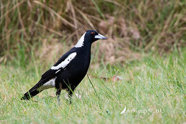 magpie 4124