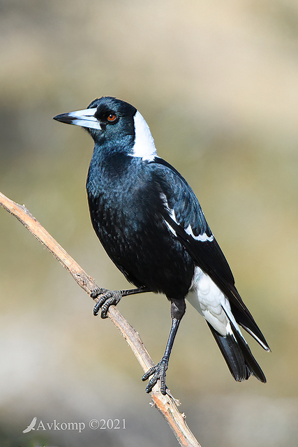 magpie 5691