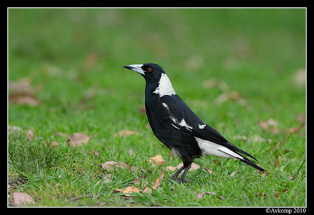 magpie 6493