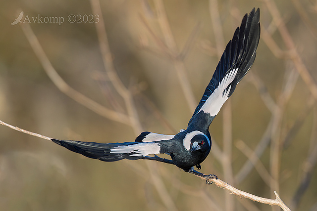 magpie 9748