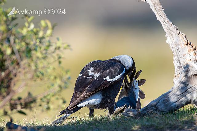 magpie and currawong fight 11839