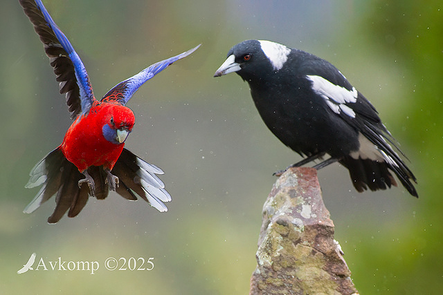 magpie and rosella 12574