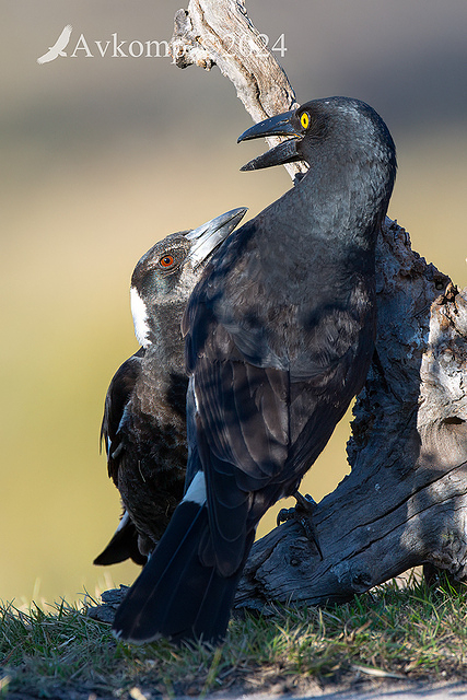 magpie currawong fight 11873