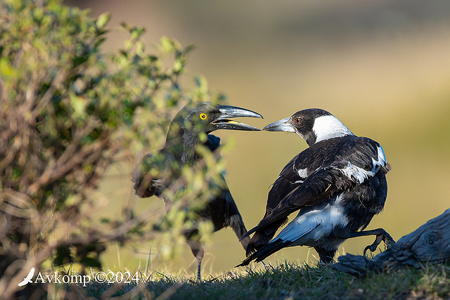 magpie currawong fight 11884