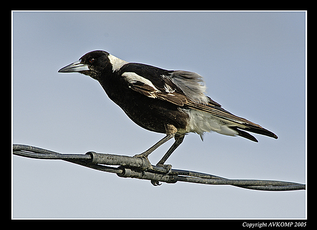 magpie