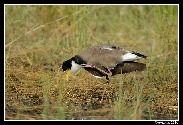 masked lapwing 6578