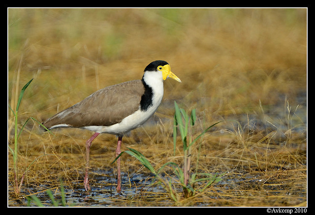 masked lapwing 6582