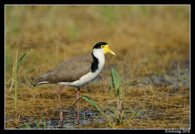 masked lapwing 6583