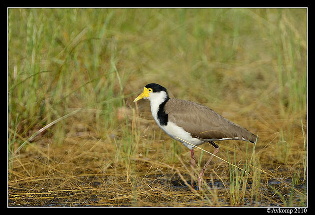 masked lapwing 6584