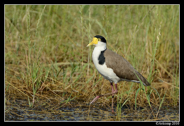 masked lapwing 6586