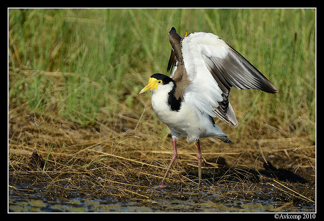 masked lapwing 6589