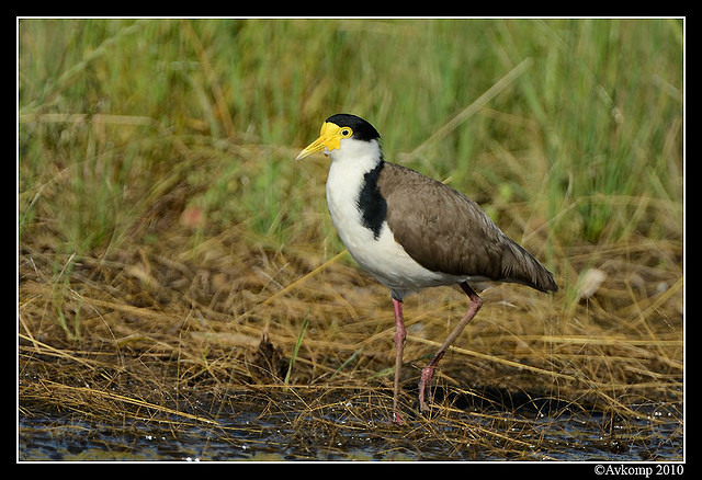 masked lapwing 6590