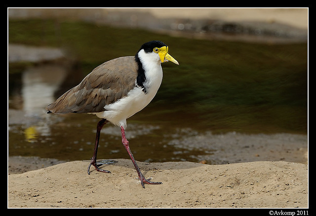 masked lapwing 0865