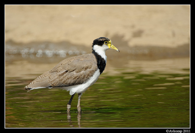 masked lapwing 0869