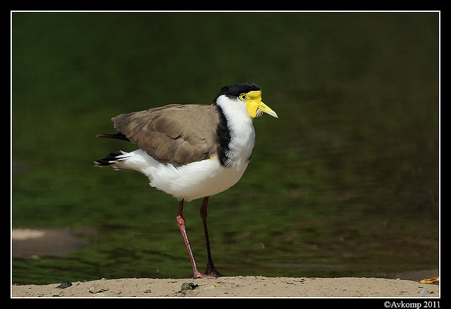 masked lapwing 0887