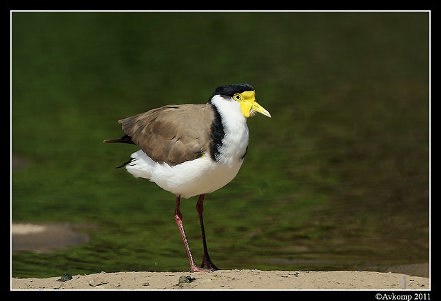 masked lapwing 0888