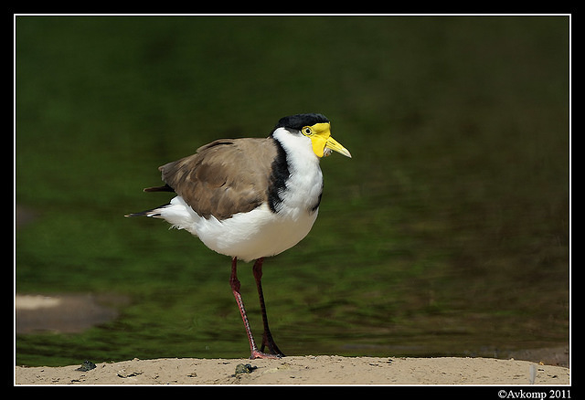 masked lapwing 0889