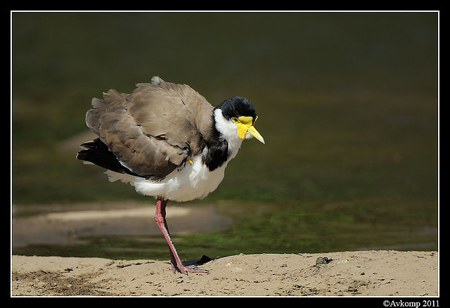 masked lapwing 0895