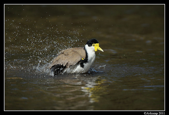 masked lapwing 0904