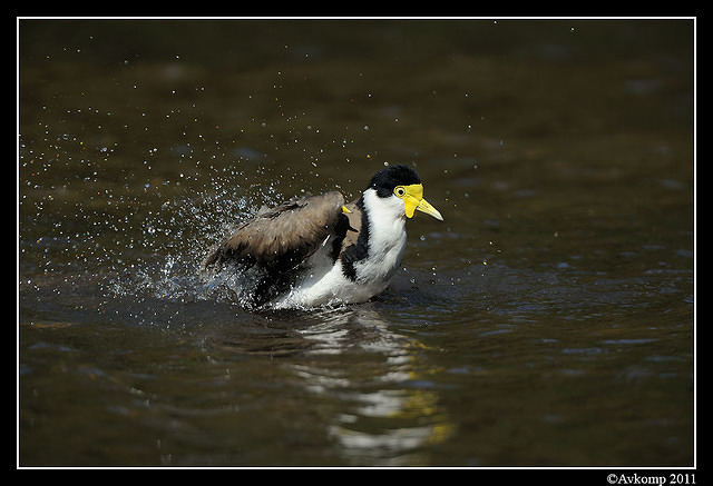 masked lapwing 0905