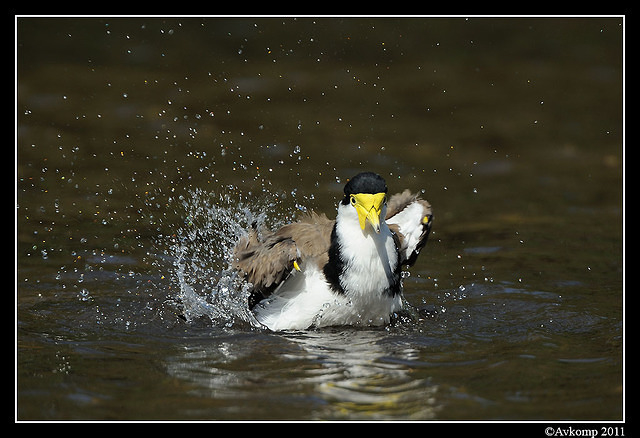 masked lapwing 0906