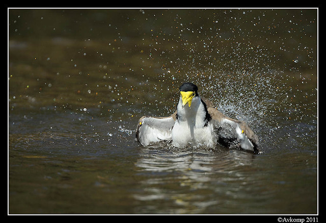 masked lapwing 0907