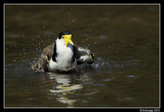 masked lapwing 0908