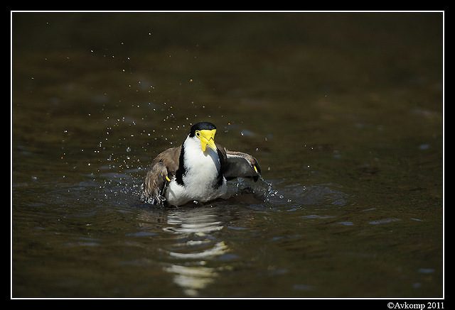 masked lapwing 0909