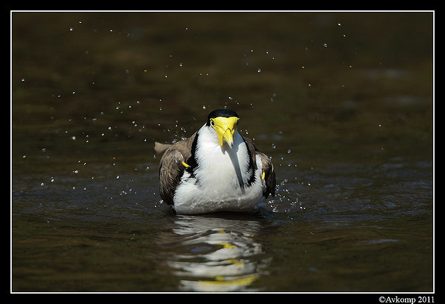 masked lapwing 0910