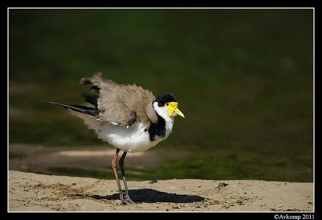 masked lapwing 0912