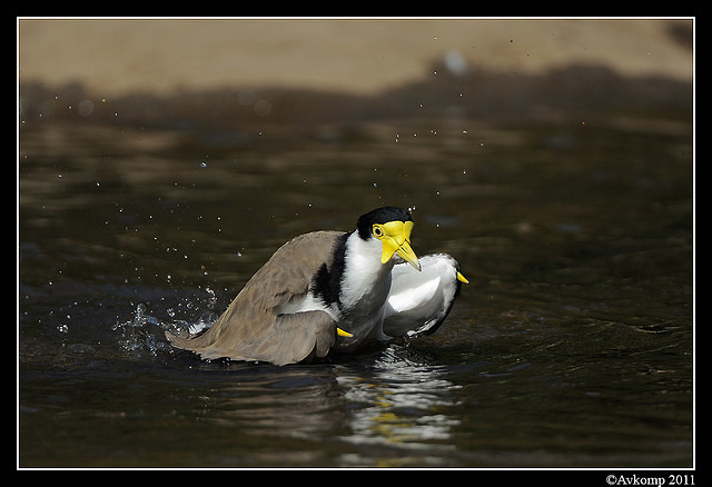 masked lapwing 0914