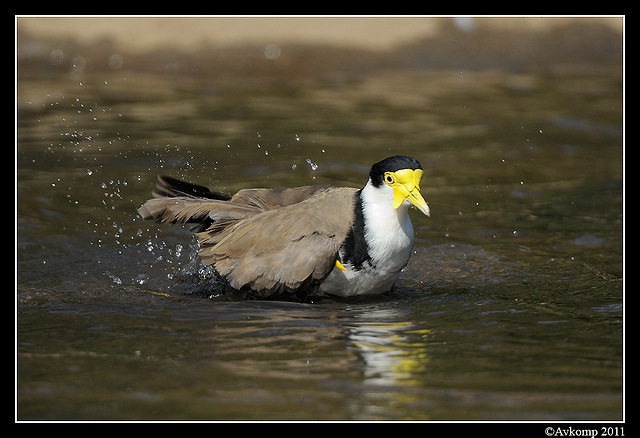 masked lapwing 0915