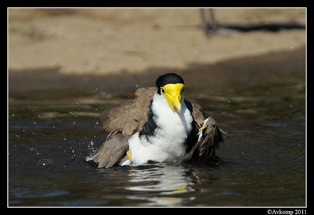 masked lapwing 0919